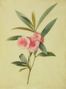 Nerium Oleander (Roze Laurier)